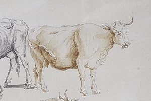 Étude de vaches