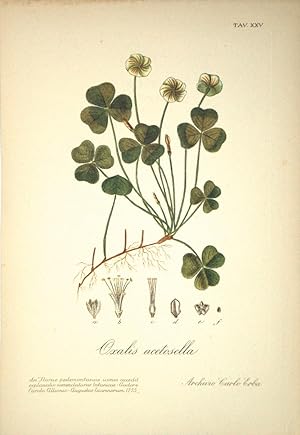 Stampa propagandistica farmaceutica Archivio Carlo Erba