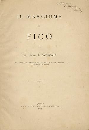 Il marciume del fico.