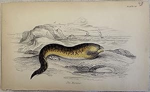 THE MURANA Murena,