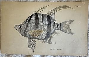 ENOPLOSUS ARMATUS,
