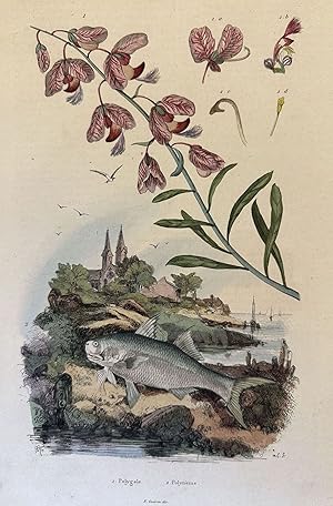 PL. 595 Polygale Polyneme F. Guerin dir. 1839,