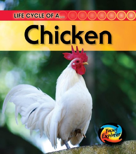 Beispielbild fr Life Cycle of a Chicken (Young Explorer: Life Cycles) zum Verkauf von Phatpocket Limited